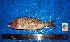  ( - WEH_ LP1_CONCHYLIATUS)  @11 [ ] Copyright (2017) FADLI Unspecified