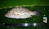  ( - WEH_ LP4_RUBRIOPERCULATUS)  @11 [ ] Copyright (2017) FADLI Unspecified