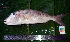  ( - WEH_ LP5_RUBRIOPERCULATUS)  @11 [ ] Copyright (2017) FADLI Unspecified