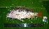  ( - WEH_TD1_JHONII)  @11 [ ] Copyright (2017) FADLI Unspecified