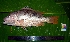  ( - WEH_TD2_JHONII)  @11 [ ] Copyright (2017) FADLI Unspecified