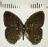  ( - CFC10481)  @11 [ ] Copyright (2018) Christer Fahraeus Center For Collection-Based Research