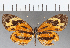  ( - CFC10499)  @11 [ ] Copyright (2019) Christer Fahraeus Center For Collection-Based Research