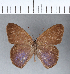  ( - CFC10691)  @11 [ ] Copyright (2018) Christer Fahraeus Center For Collection-Based Research