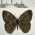 ( - CFC10958)  @11 [ ] Copyright (2018) Christer Fahraeus Center For Collection-Based Research