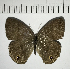  ( - CFC11013)  @11 [ ] Copyright (2018) Christer Fahraeus Center For Collection-Based Research
