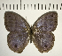  ( - CFC11027)  @11 [ ] Copyright (2018) Christer Fahraeus Center For Collection-Based Research