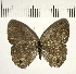  ( - CFC11050)  @11 [ ] Copyright (2018) Christer Fahraeus Center For Collection-Based Research