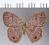  ( - CFC11098)  @11 [ ] Copyright (2018) Christer Fahraeus Center For Collection-Based Research