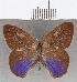  ( - CFC11297)  @11 [ ] copyright (2020) Christer Fahraeus Center For Collection-Based Research