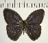  ( - CFC11329)  @11 [ ] Copyright (2018) Christer Fahraeus Center For Collection-Based Research
