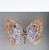  ( - CFC11446)  @11 [ ] Copyright (2018) Christer Fahraeus Center For Collection-Based Research