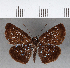  (Festivia caerulans - CFC11482)  @11 [ ] Copyright (2018) Christer Fahraeus Center For Collection-Based Research