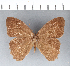  (Harjesia - CFC11531)  @14 [ ] Copyright (2018) Christer Fahraeus Center For Collection-Based Research