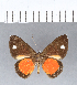  ( - CFC11552)  @11 [ ] Copyright (2018) Christer Fahraeus Center For Collection-Based Research