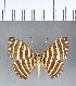  ( - CFC11561)  @11 [ ] Copyright (2018) Christer Fahraeus Center For Collection-Based Research