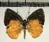  ( - CFC11562)  @11 [ ] Copyright (2018) Christer Fahraeus Center For Collection-Based Research