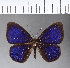  ( - CFC11587)  @11 [ ] Copyright (2018) Christer Fahraeus Center For Collection-Based Research