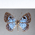  (Mesosemia sp. CF183 - CFC11644)  @11 [ ] Copyright (2018) Christer Fahraeus Center For Collection-Based Research