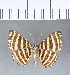  ( - CFC11648)  @11 [ ] Copyright (2018) Christer Fahraeus Center For Collection-Based Research