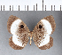  ( - CFC11690)  @11 [ ] Copyright (2018) Christer Fahraeus Center For Collection-Based Research