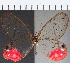  ( - CFC11732)  @11 [ ] Copyright (2019) Christer Fahraeus Center For Collection-Based Research