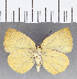 (Theope sp. CF79 - CFC11741)  @11 [ ] copyright (2021) Center For Collection-Based Research Center For Collection-Based Research