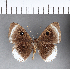  ( - CFC11778)  @11 [ ] Copyright (2018) Christer Fahraeus Center For Collection-Based Research