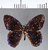  ( - CFC11797)  @11 [ ] Copyright (2018) Christer Fahraeus Center For Collection-Based Research