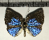  (Theope sp. CF09 - CFC11841)  @11 [ ] Copyright (2018) Christer Fahraeus Center For Collection-Based Research