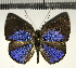  (Theope sp. CF19 - CFC11869)  @11 [ ] Copyright (2018) Christer Fahraeus Center For Collection-Based Research