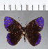  ( - CFC11879)  @11 [ ] Copyright (2018) Christer Fahraeus Center For Collection-Based Research