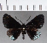  (Xenandra pelopia - CFC11922)  @11 [ ] Copyright (2019) Christer Fahraeus Center For Collection-Based Research