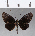 ( - CFC11923)  @11 [ ] Copyright (2018) Christer Fahraeus Center For Collection-Based Research