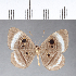  ( - CFC11950)  @11 [ ] Copyright (2018) Christer Fahraeus Center For Collection-Based Research