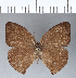  (Erichthodes - CFC01204)  @15 [ ] Copyright (2018) Christer Fahraeus Center For Collection-Based Research