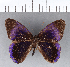  ( - CFC12040)  @11 [ ] Copyright (2018) Christer Fahraeus Center For Collection-Based Research