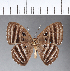 ( - CFC12064)  @11 [ ] Copyright (2018) Christer Fahraeus Center For Collection-Based Research