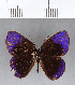  ( - CFC12087)  @11 [ ] Copyright (2018) Christer Fahraeus Center For Collection-Based Research