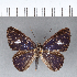  ( - CFC12089)  @11 [ ] Copyright (2018) Christer Fahraeus Center For Collection-Based Research