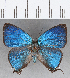  ( - CFC12095)  @11 [ ] Copyright (2019) Christer Fahraeus Center For Collection-Based Research