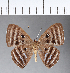  ( - CFC12096)  @11 [ ] Copyright (2018) Christer Fahraeus Center For Collection-Based Research