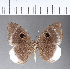  ( - CFC12099)  @11 [ ] Copyright (2018) Christer Fahraeus Center For Collection-Based Research