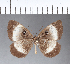  ( - CFC12103)  @11 [ ] Copyright (2018) Christer Fahraeus Center For Collection-Based Research