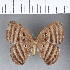  ( - CFC12552)  @11 [ ] Copyright (2018) Christer Fahraeus Center For Collection-Based Research