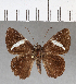  ( - CFC01257)  @13 [ ] Copyright (2018) Christer Fahraeus Center For Collection-Based Research