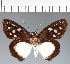  (Hesperiidae_gen sp. CF202 - CFC12699)  @11 [ ] copyright (2023) Center For Collection-Based Research Center For Collection-Based Research