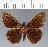  (Hesperiidae_gen sp. CF201 - CFC12700)  @11 [ ] copyright (2023) Center For Collection-Based Research Center For Collection-Based Research