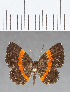  (Comphotis sp. CF01 - CFC12703)  @11 [ ] Copyright (2019) Christer Fahraeus Center For Collection-Based Research
