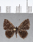  ( - CFC12709)  @11 [ ] Copyright (2018) Christer Fahraeus Center For Collection-Based Research